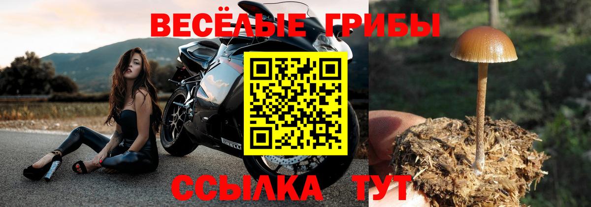 Галлюциногенные грибы GOLDEN TEACHER  Вход с VPN  Галлюциногенные грибы прущие грибы  Шали 